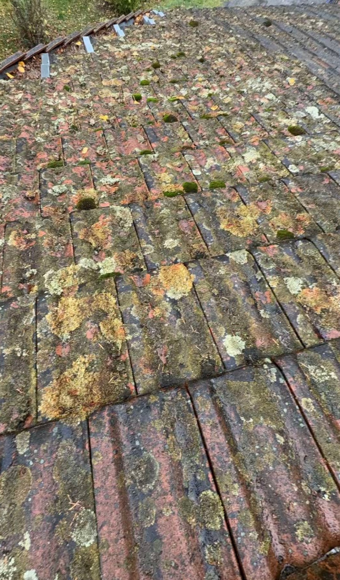 Gros plan sur des tuiles envahies de mousse et de lichen avant démoussage